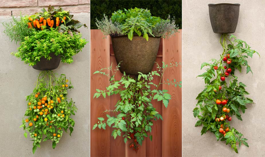 Hanging Tomato Planter Garden365,Healthy Lunches For Kids