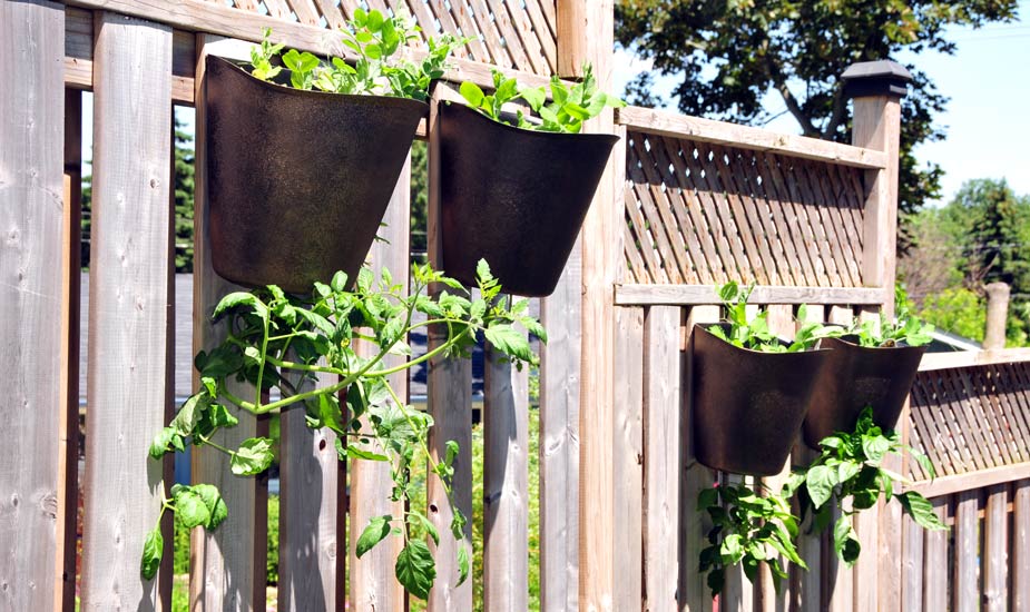 Hanging Tomato Planter - Garden365