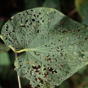 Diagnosing Plants Leaves with holes