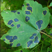 Diagnosing Plants Leaves with spots