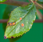 Diagnosing plants Burnt Leaf Egdes