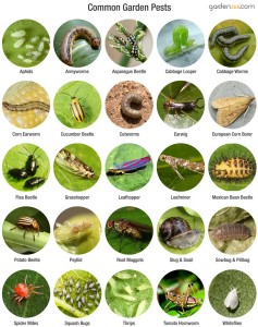 Organic garden pest control-common garden pests
