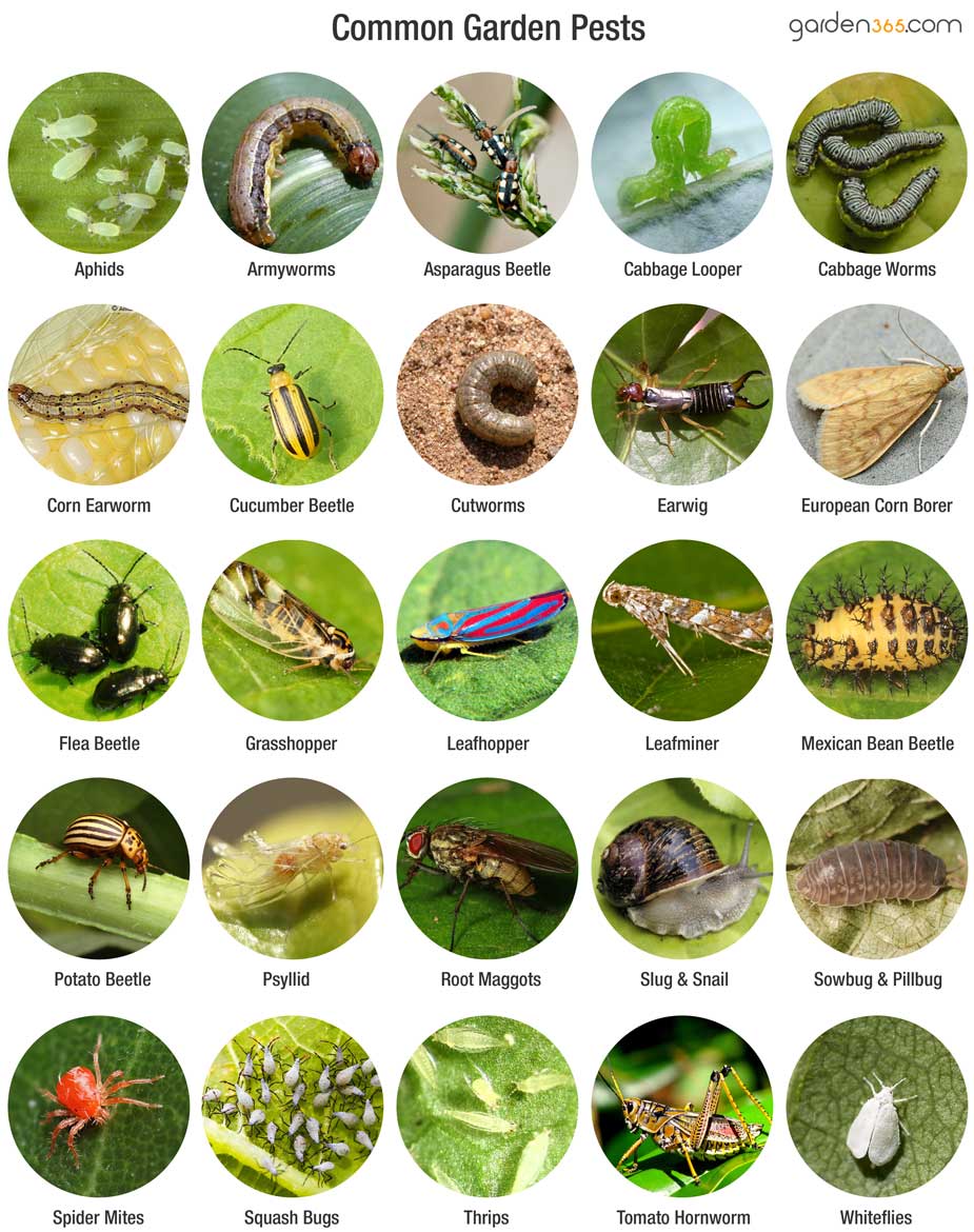Organic garden pest control and common garden pests