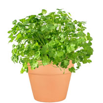 herb cilantro