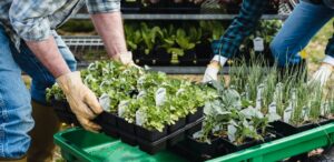 organic garden pest control for container gardens