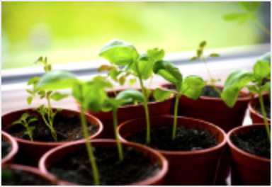 how to grow herbs indoor light