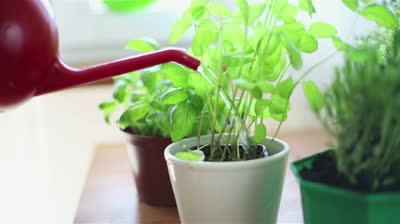 how to grow herbs indoor that once lived outside soil and water