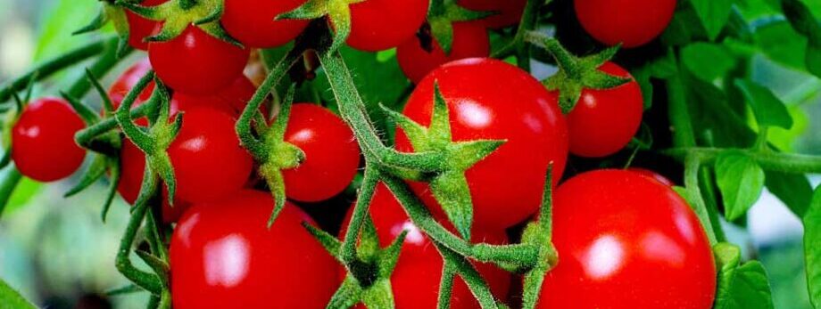 Growing Tomatoes in Pots and Containers