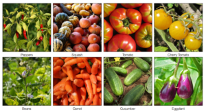 popular vegetables for container gardening
