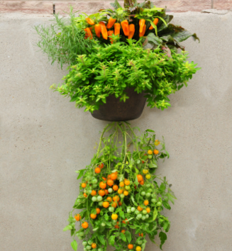 Container gardening and size of containers