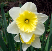Daffodils Ice king