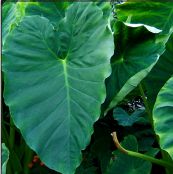 Other Colocasia