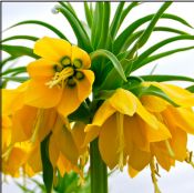 Other Fritillaria Imperialis