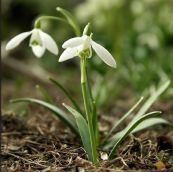 Other Galanthus spp.