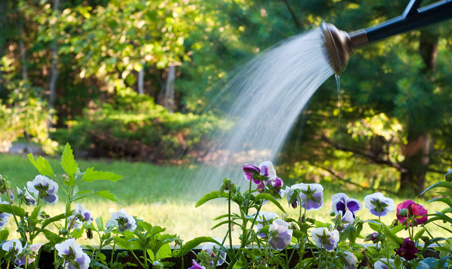 Right methods for watering for container gardens
