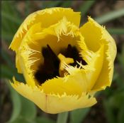 Tulips Fringed