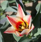 Tulips Greigii