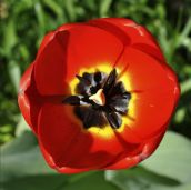 Tulips Red Emperor