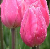 Tulips Rosalie