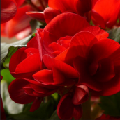 begonias rose form