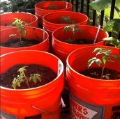 containers for Container Gardening Buckets
