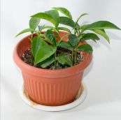 containers for Container Gardening Regular Plant Pot