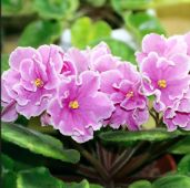 favourite flowering house plants African Violet