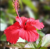 favourite flowering house plants Hibiscus