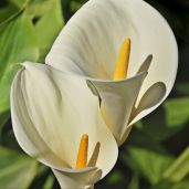 favourite flowering house plants Lilly, Calla