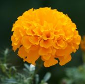favourite flowers Marigold