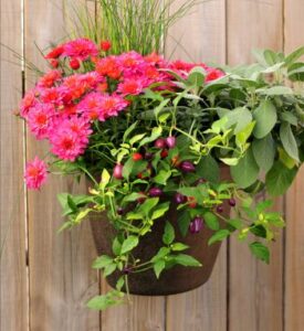 growing flowers in container gardening hanging flowers