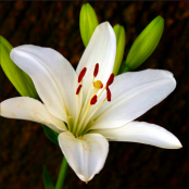 lillies Asiatic