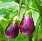popular vegetables for containers Eggplant
