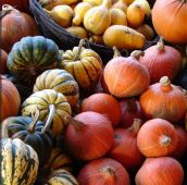 popular vegetables for containers Squash