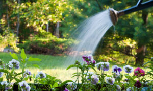 right methods for watering of plants