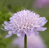 starting seeds flowers Scabiosa