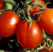 starting seeds vegetables Tomato